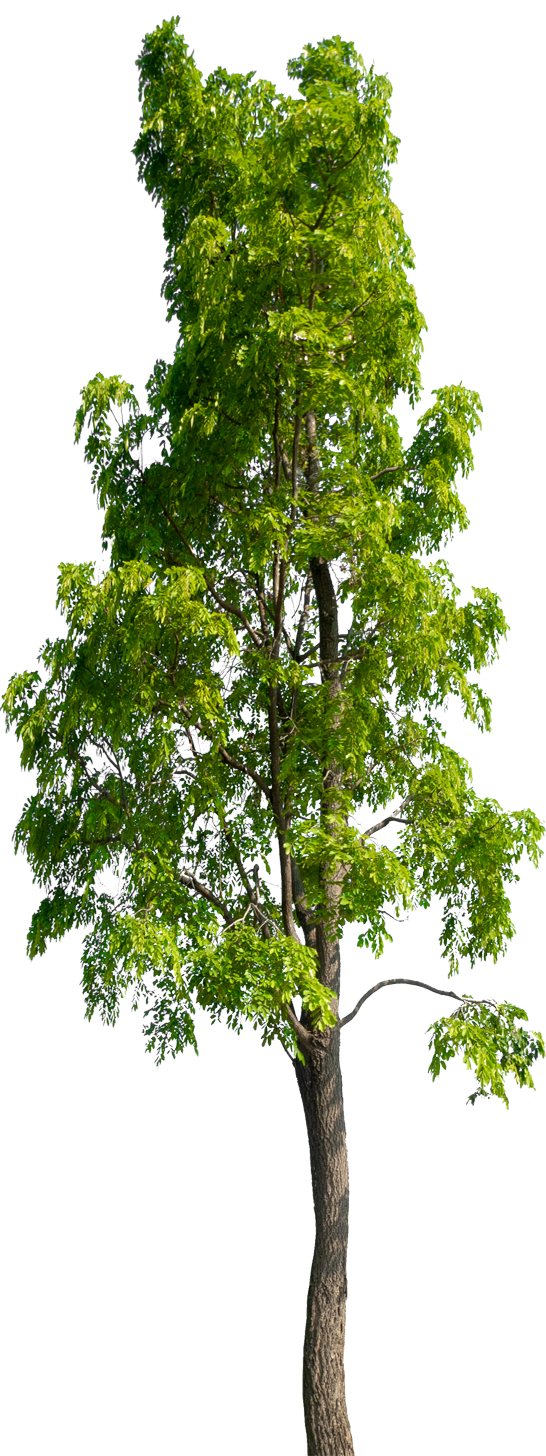 Waymood plant een boom voor iedere verkochte urn